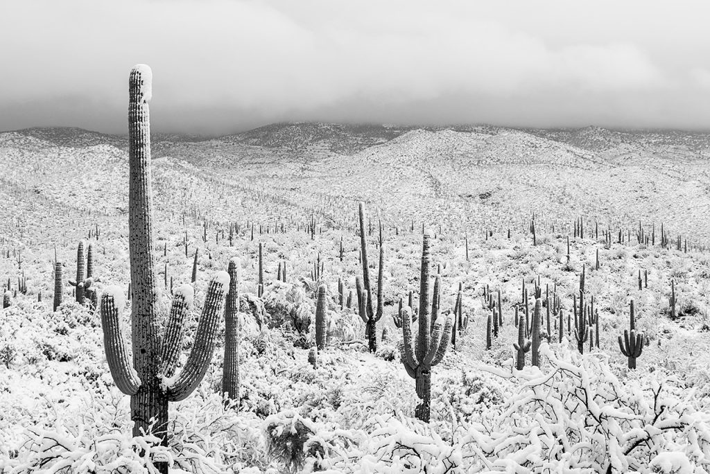 Snowy Sonoran Desert, Tucson, Arizona