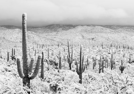Snowy Sonoran Desert, Tucson, Arizona